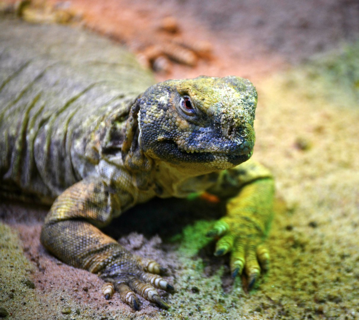 Uromastyx