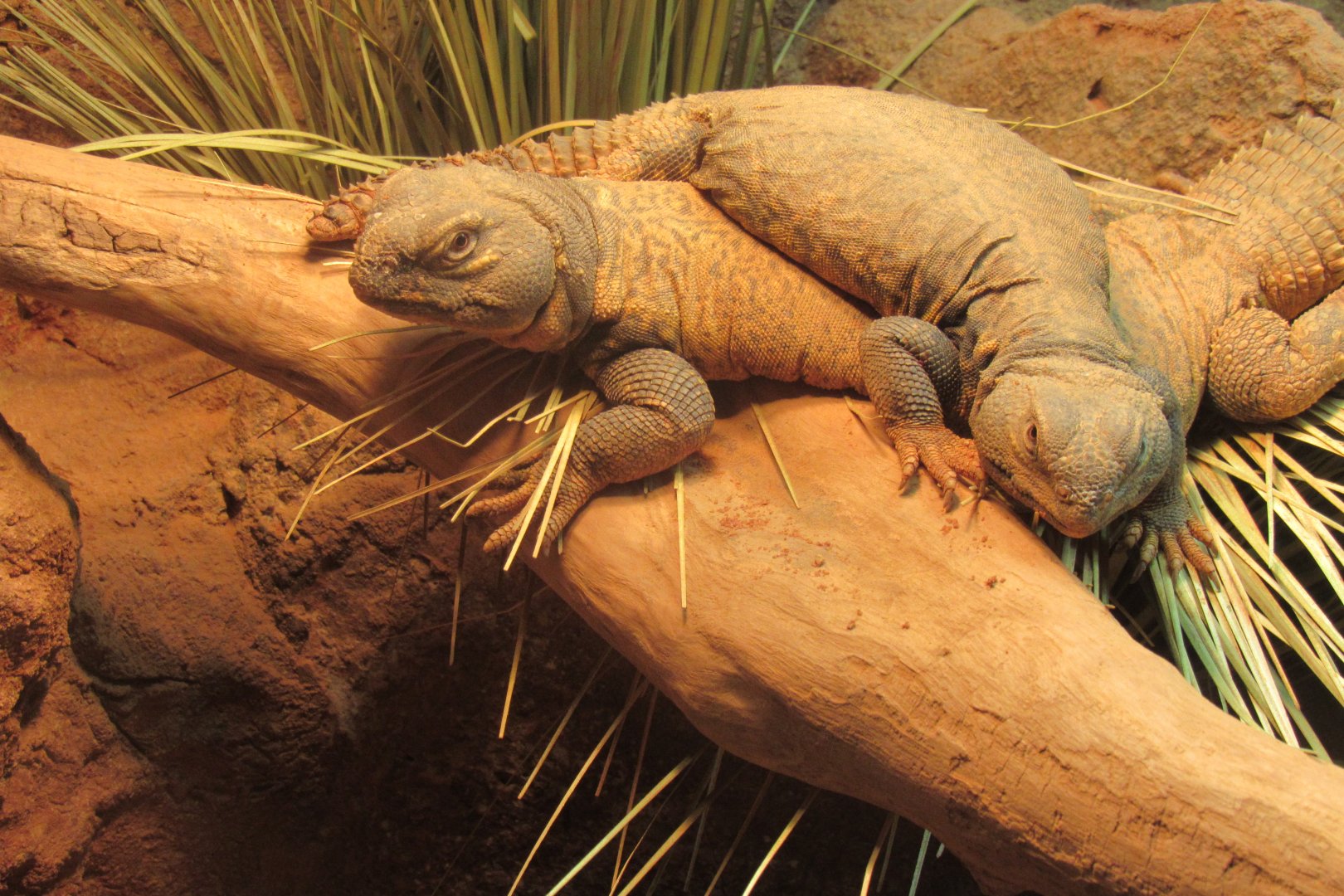 uromastyx