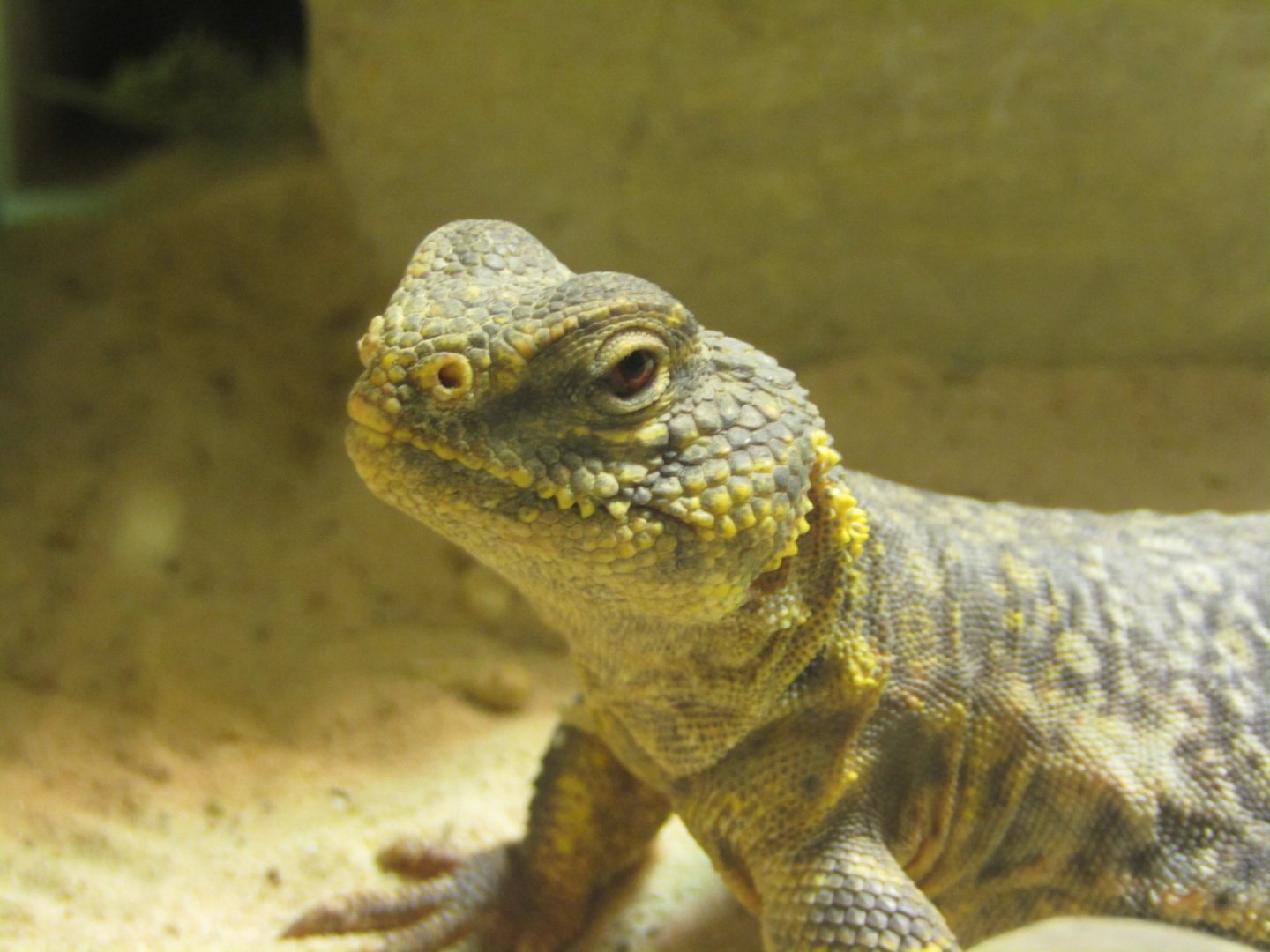 Uromastyx