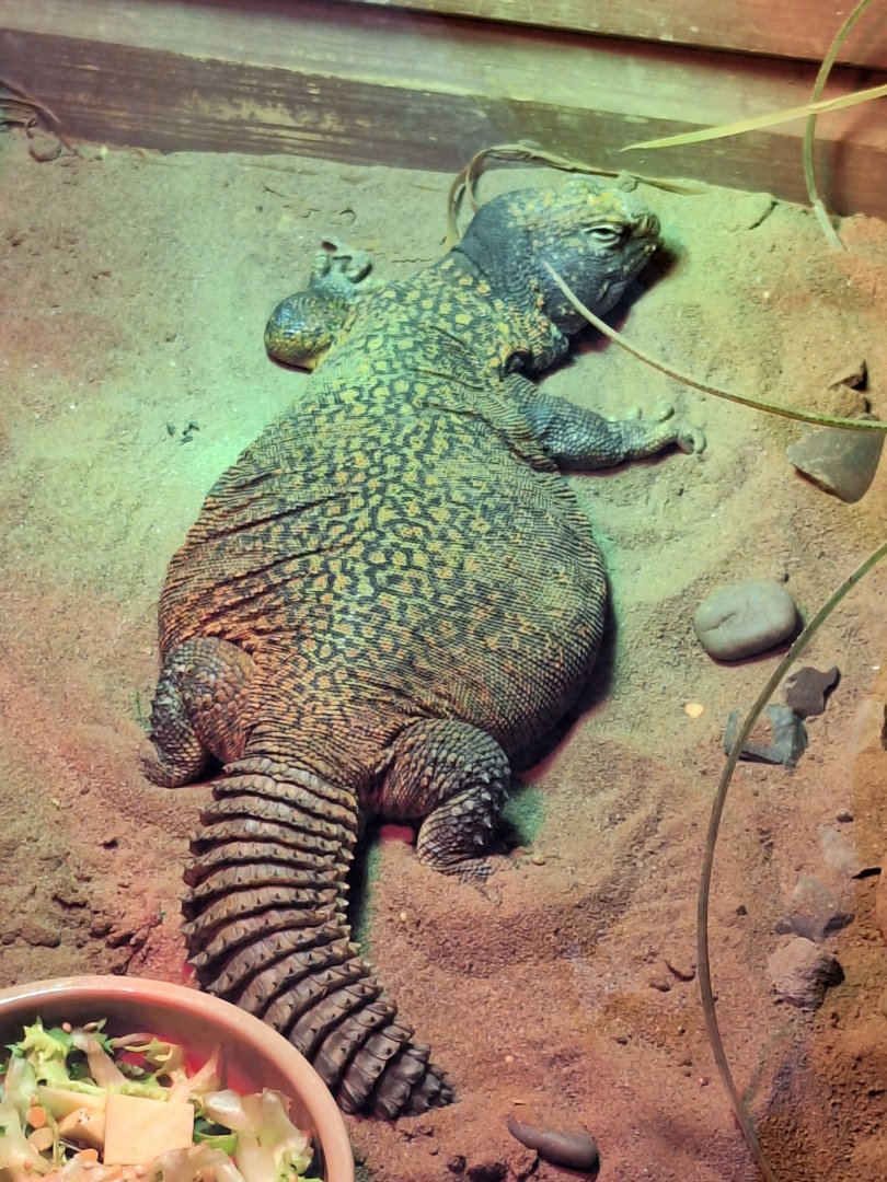 Uromastyx