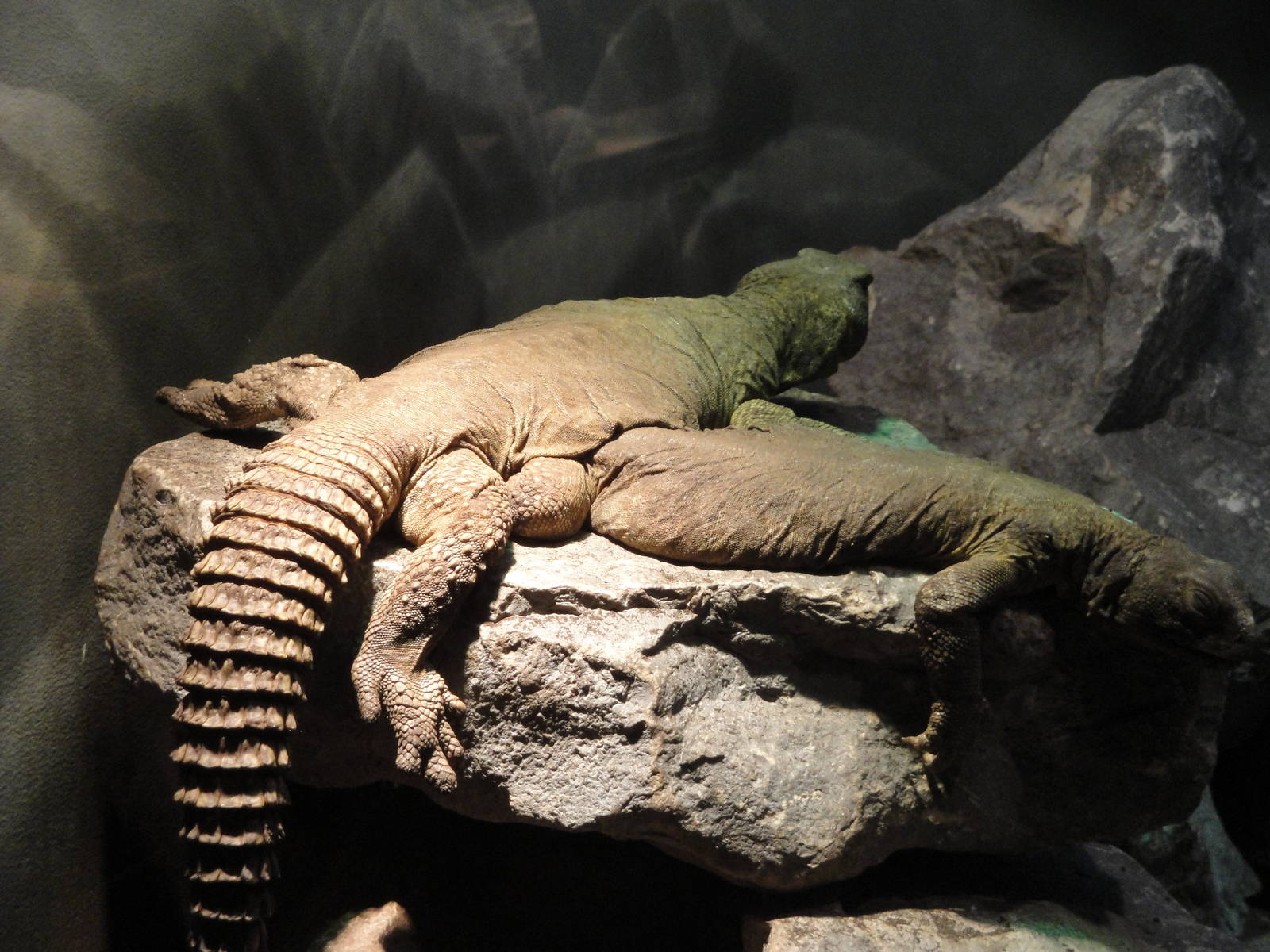 Uromastyx