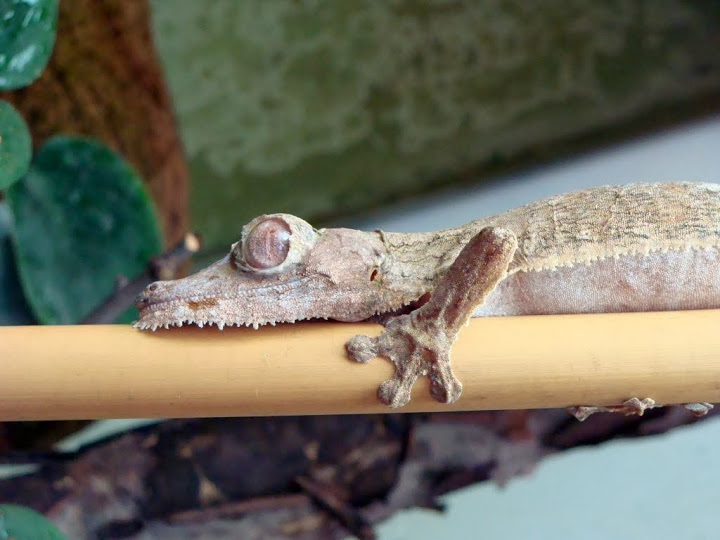 Uroplates fimbriatus