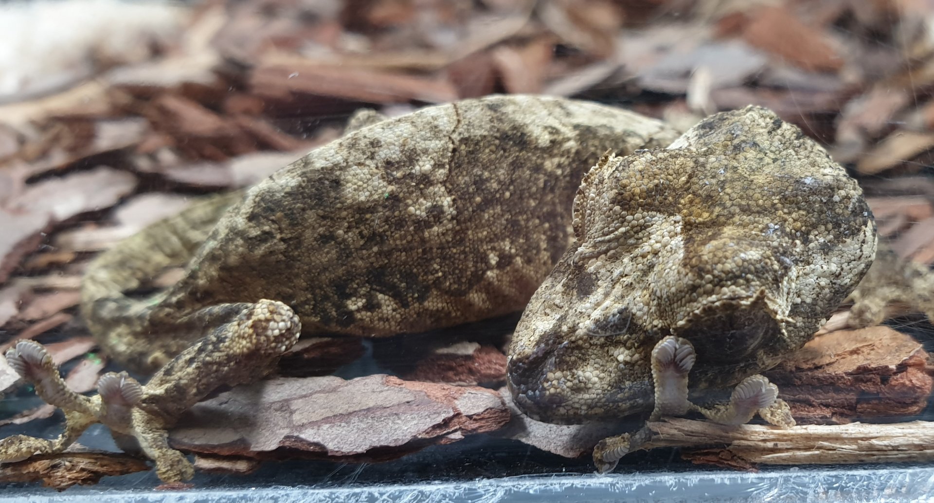 Uroplatus "akenteri"