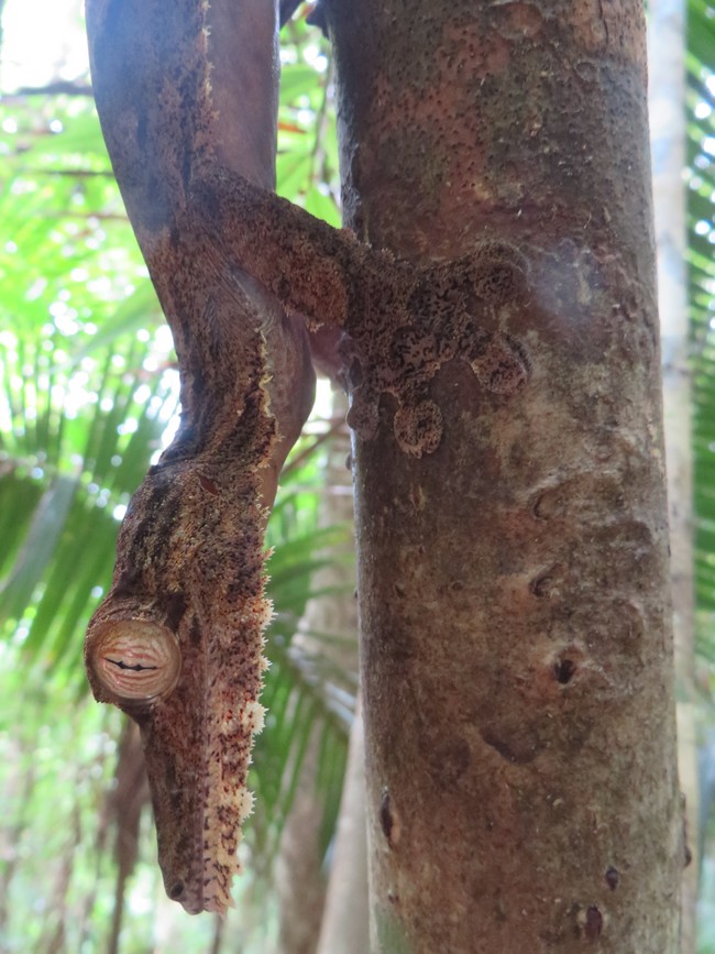 Uroplatus fimbriatus