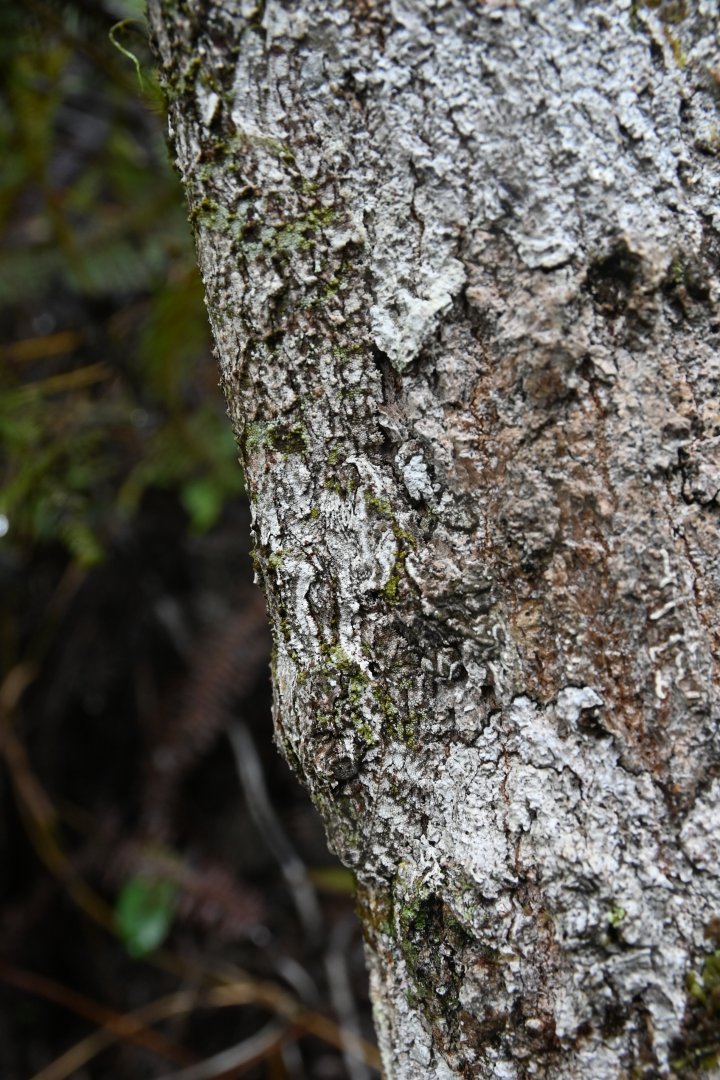 Uroplatus fimbriatus