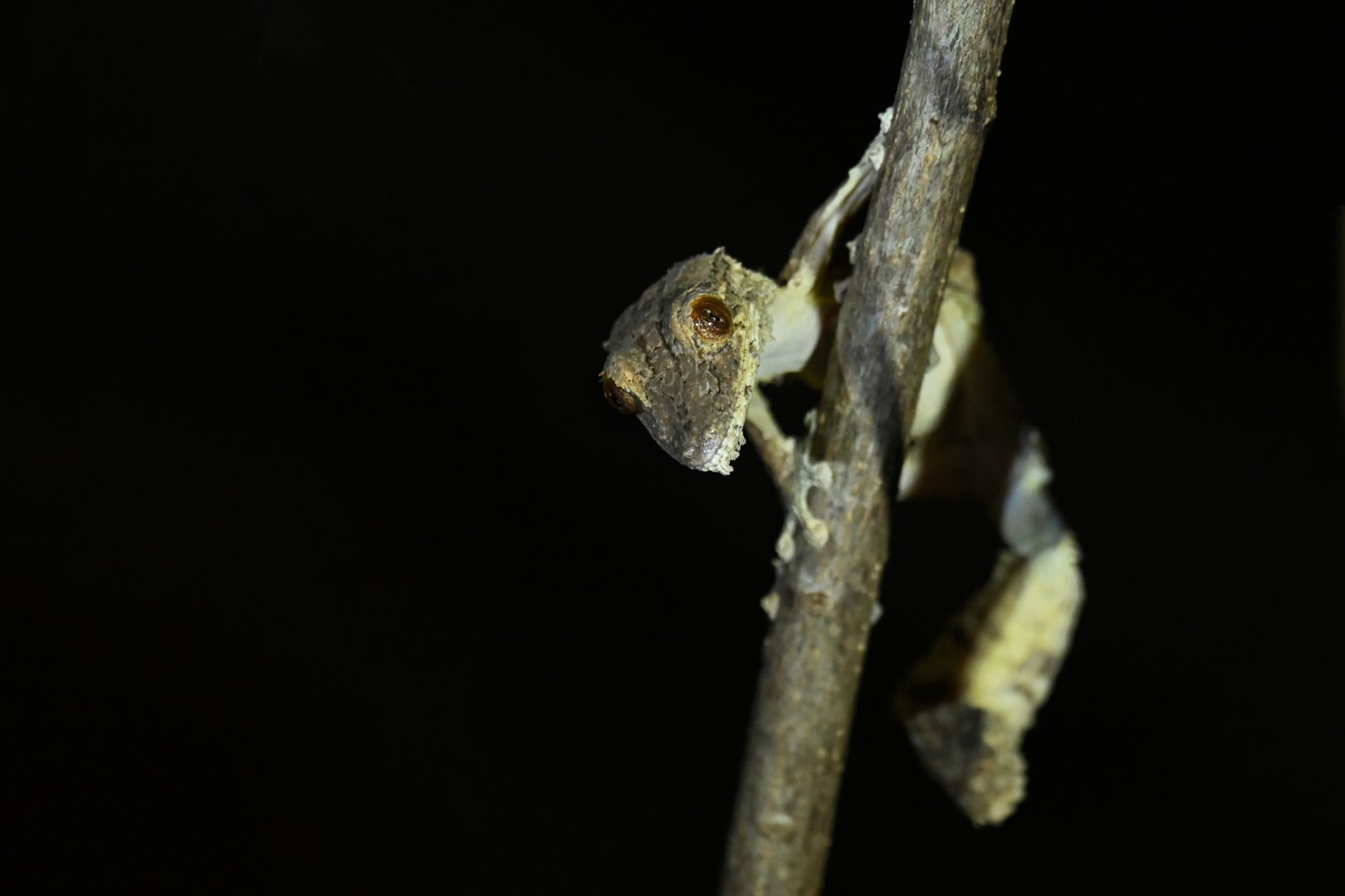 Uroplatus giganteus