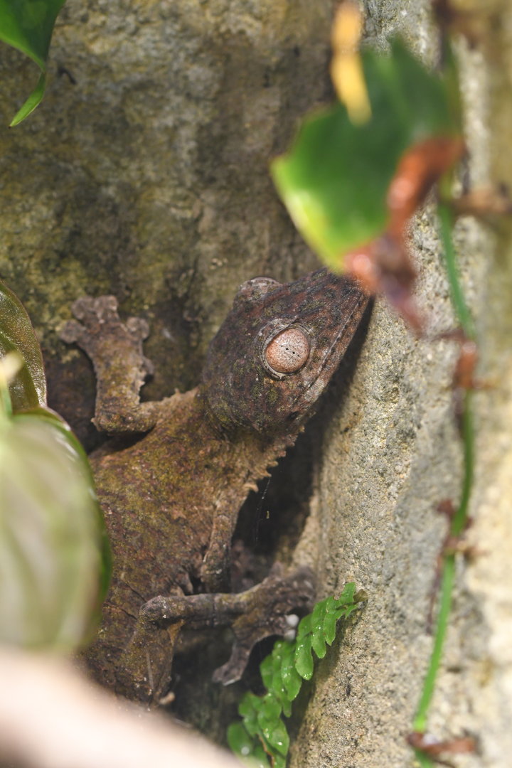 Uroplatus henkeli