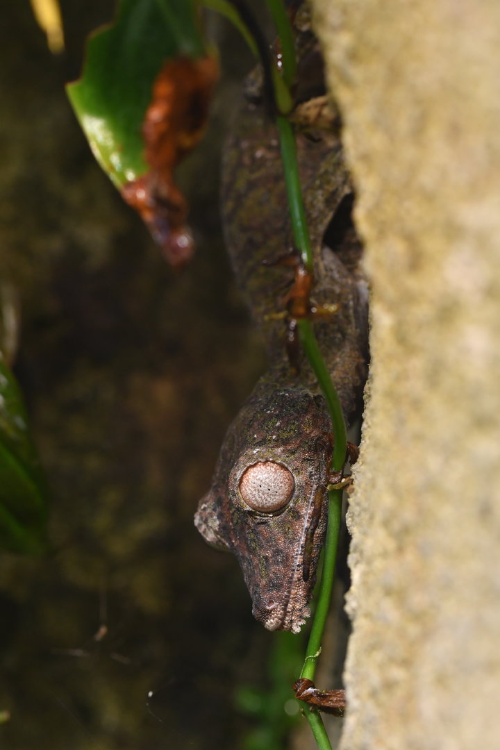 Uroplatus henkeli