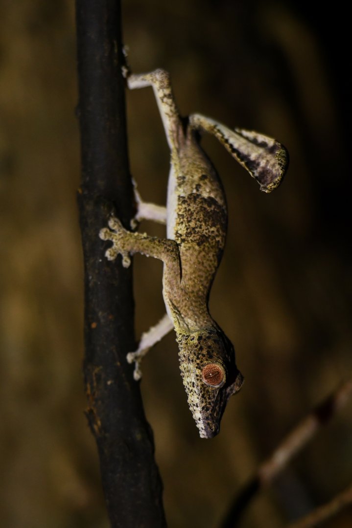 Uroplatus henkeli