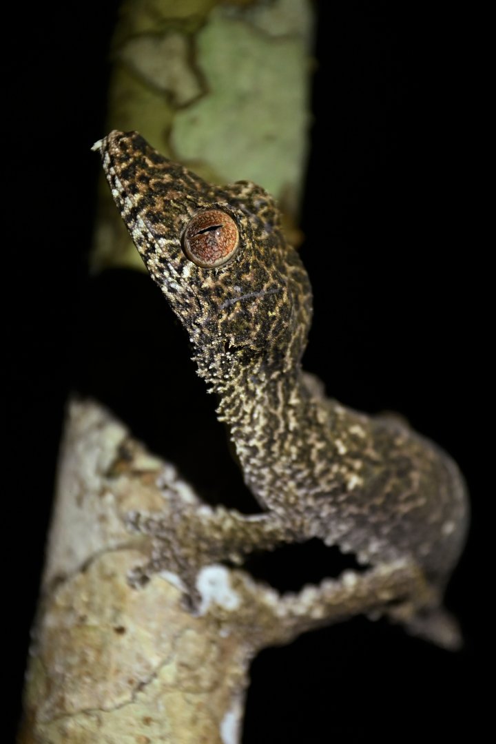 Uroplatus henkeli