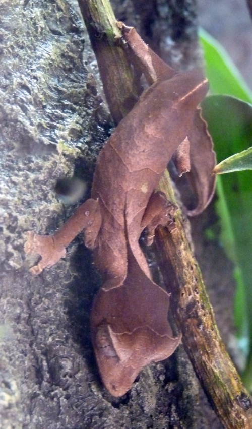 Uroplatus phantasticus