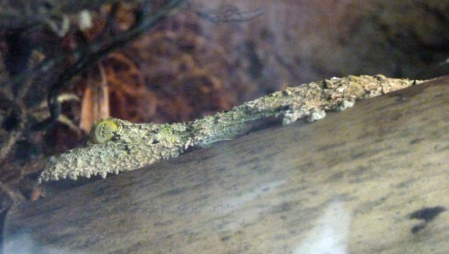 Uroplatus sikorae