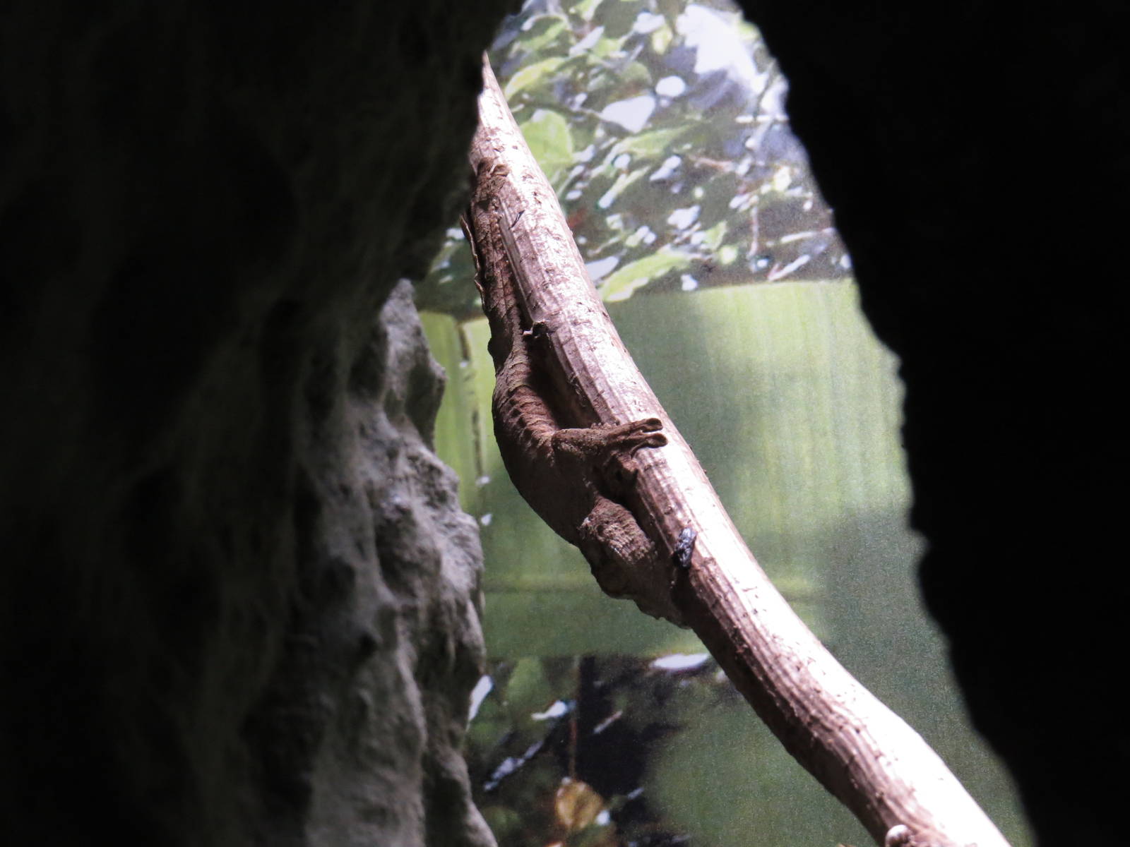 Uroplatus sp., June 2015