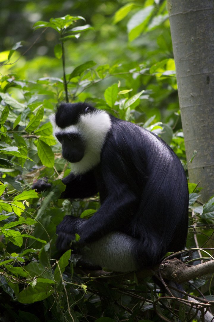 Ursine Colobus