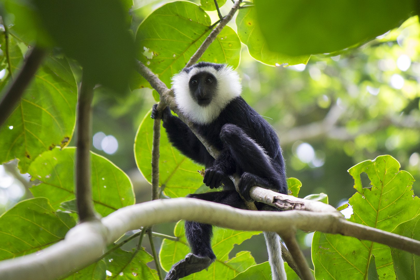Ursine Colobus