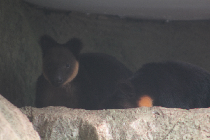 Ursine tree-kangaroo (Dendrolagus ursinus) 2/2 head up