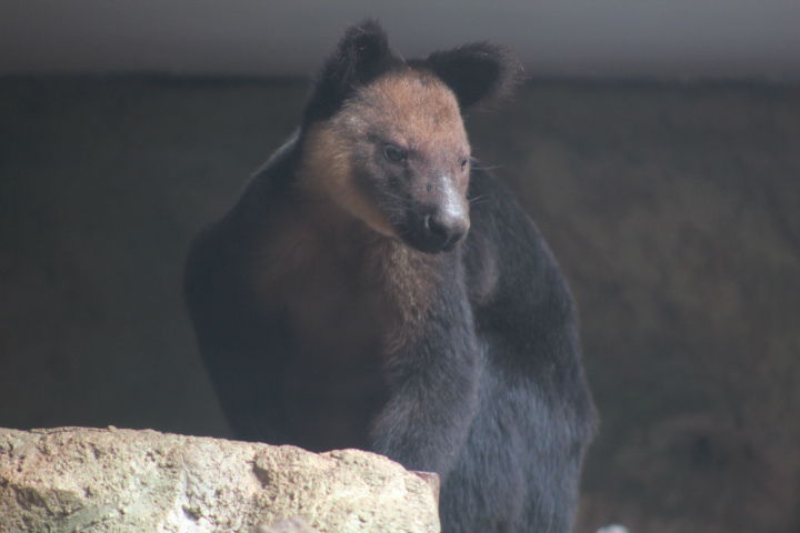 Ursine tree-kangaroo (Dendrolagus ursinus) individual 2/2