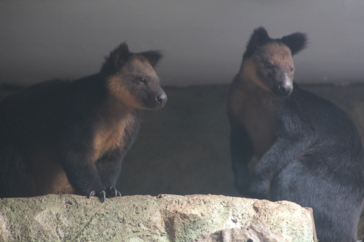 Ursine tree-kangaroo (Dendrolagus ursinus) pair