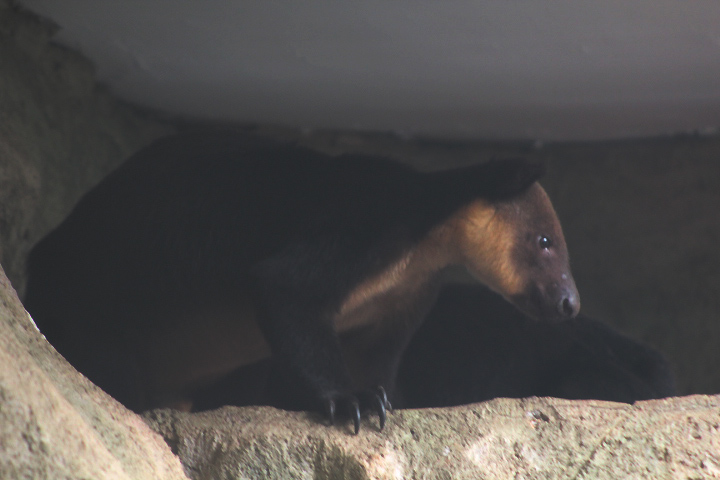 Ursine tree-kangaroo (Dendrolagus ursinus) side view