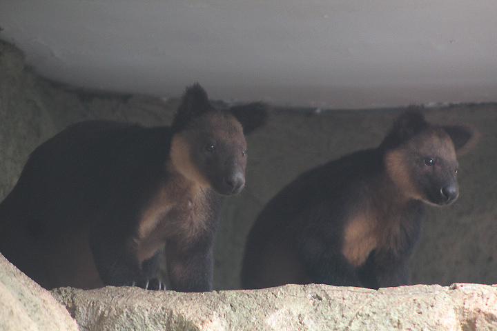 Ursine tree-kangaroo (Dendrolagus ursinus) wide view