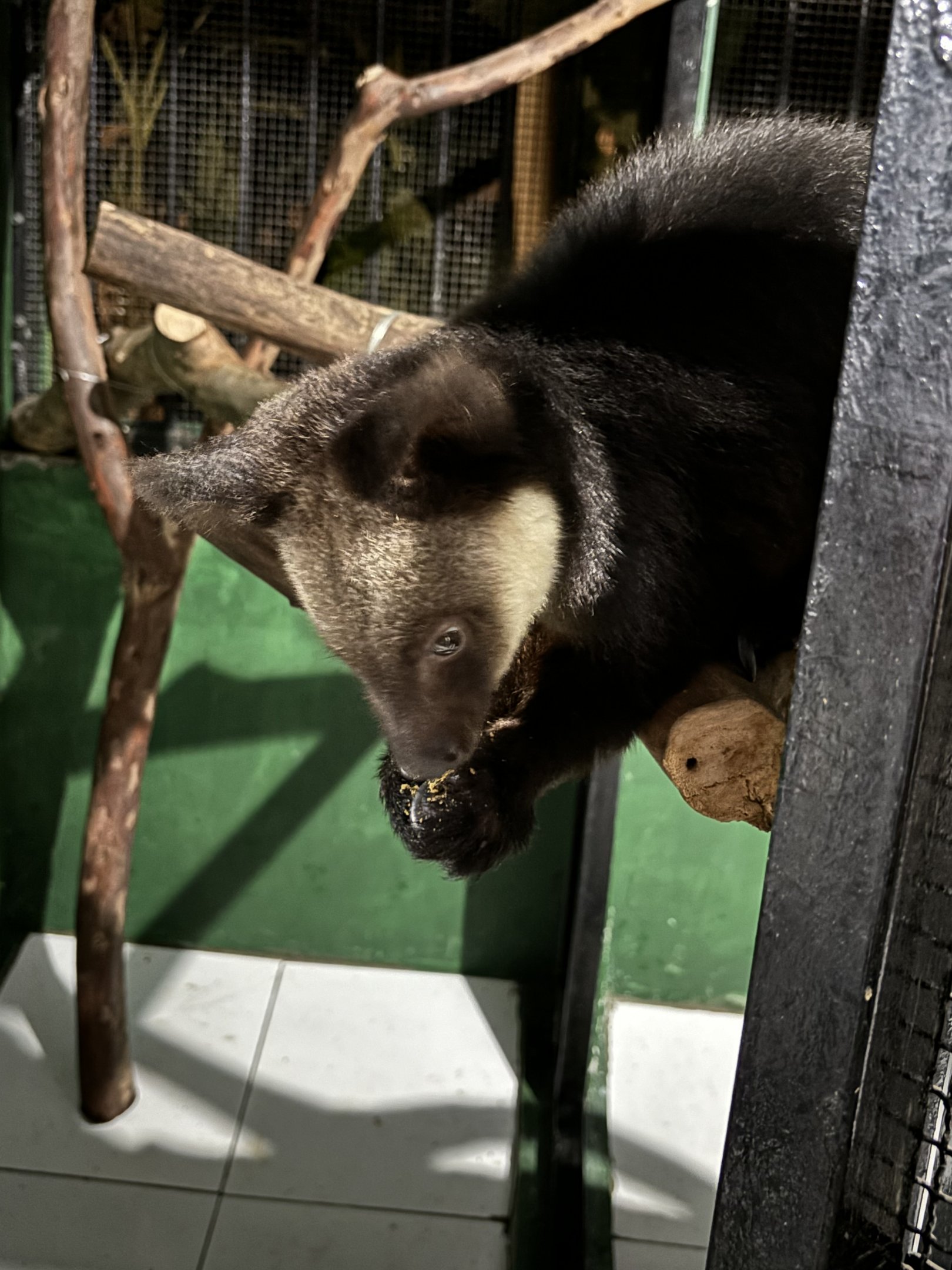 Ursine Tree Kangaroo - Faunaland Off-Show Zoo & Wildlife Breeding Centre