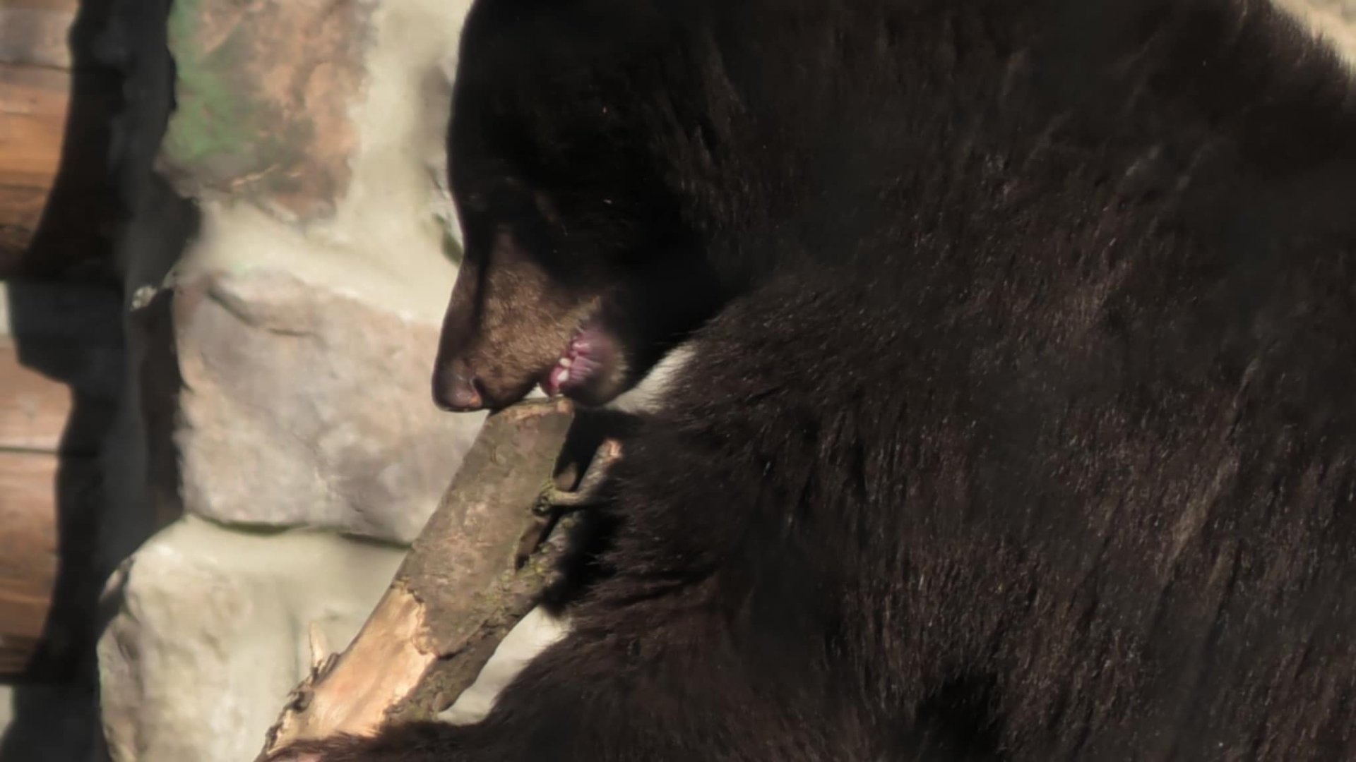 Ursula the baby bear