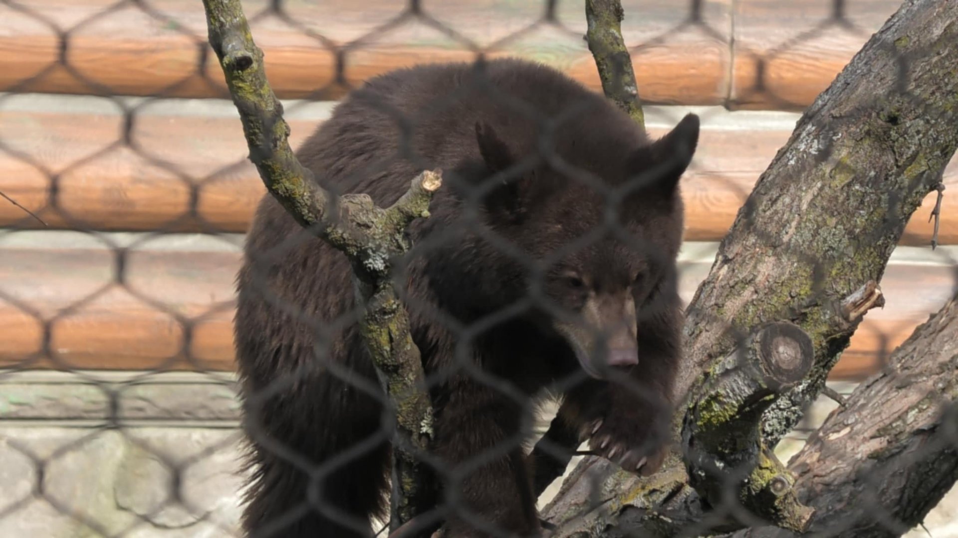 Ursula the little explorer