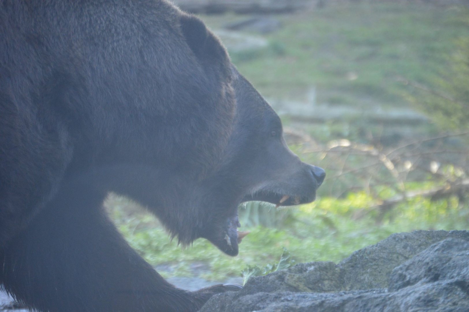 Ursus arctos horribilis
