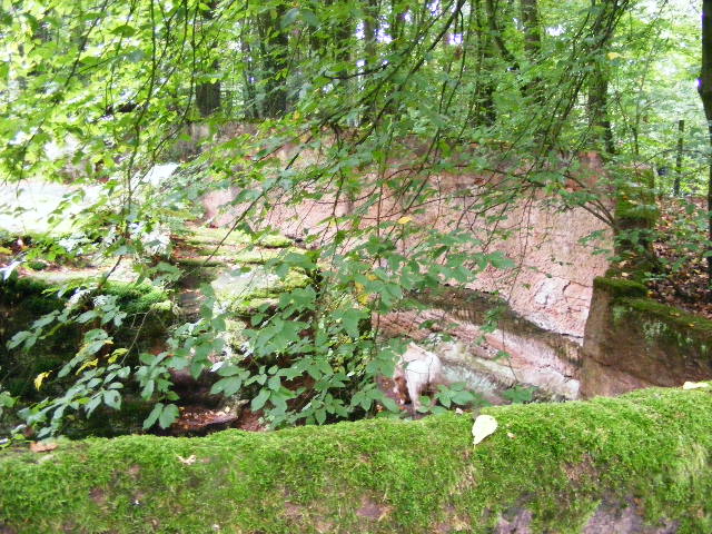 Ursus arctos syriacus