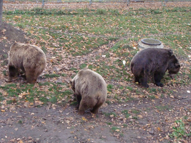 Ursus arctos
