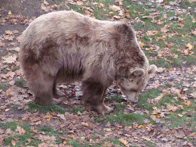 Ursus arctos
