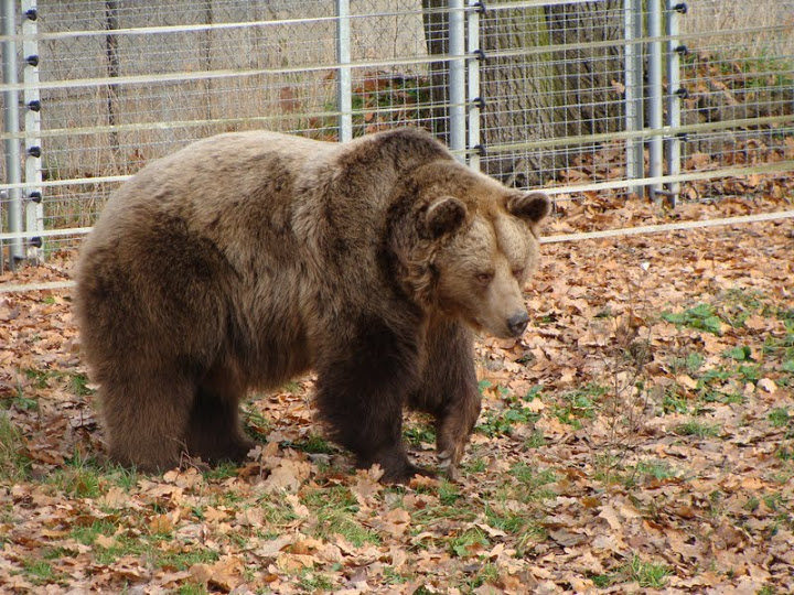 Ursus arctos