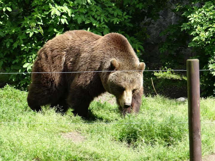 Ursus arctos