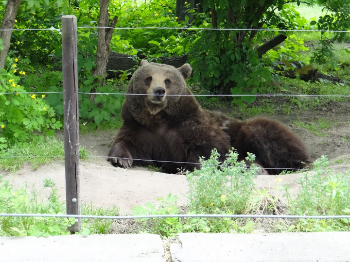 Ursus arctos