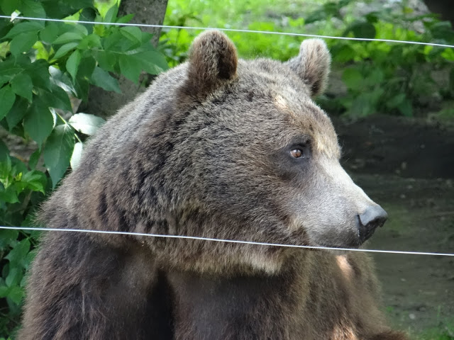 Ursus arctos