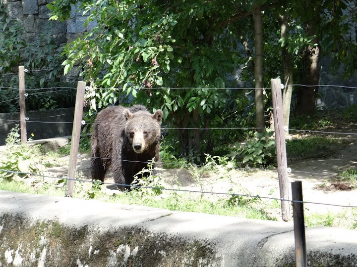 Ursus arctos