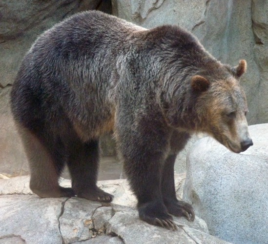 Ursus arctos