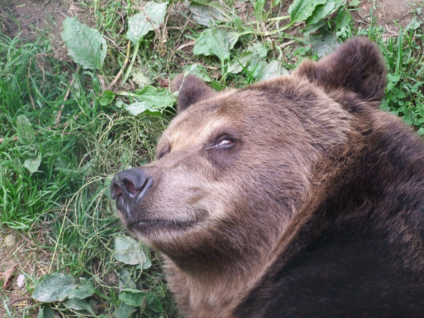 Ursus arctos