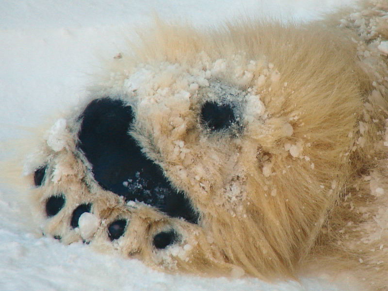 Ursus maritimus / Polar Bear, male Romeo (hindpaw).