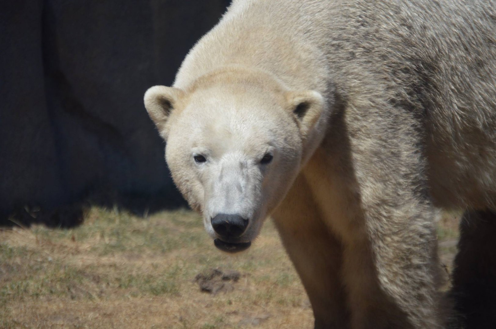 Ursus maritimus "Siku"
