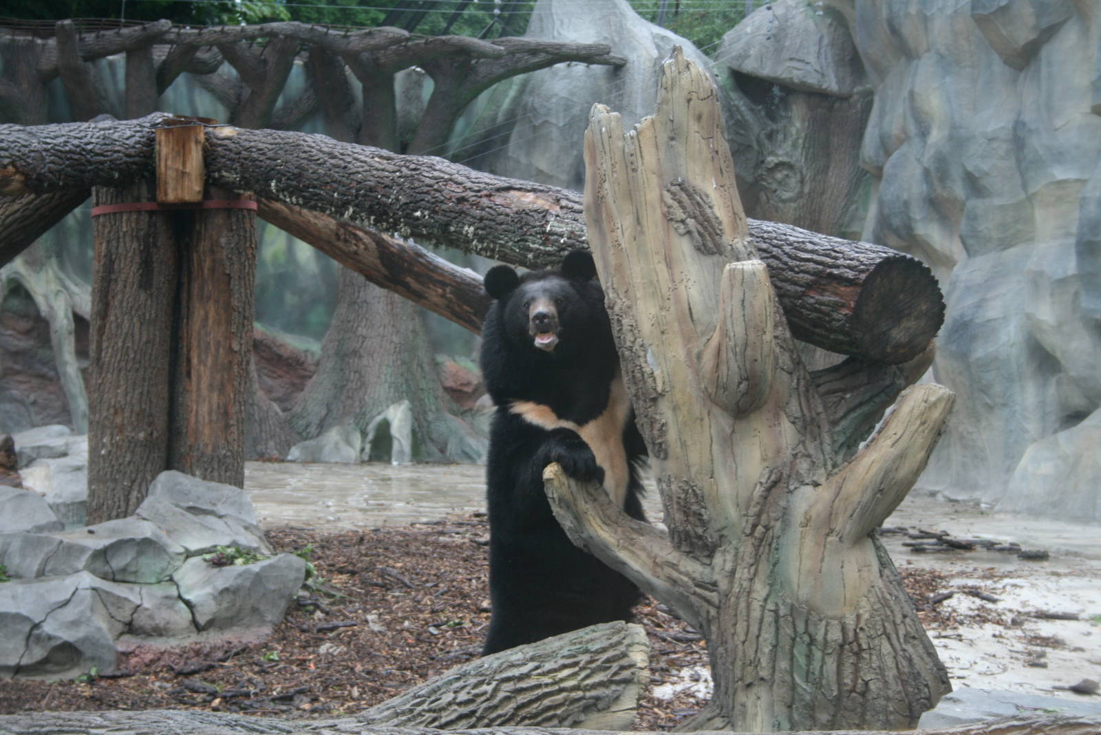 Ursus (Selenarctos) thibetanus ussuricus in the new enclosure 2