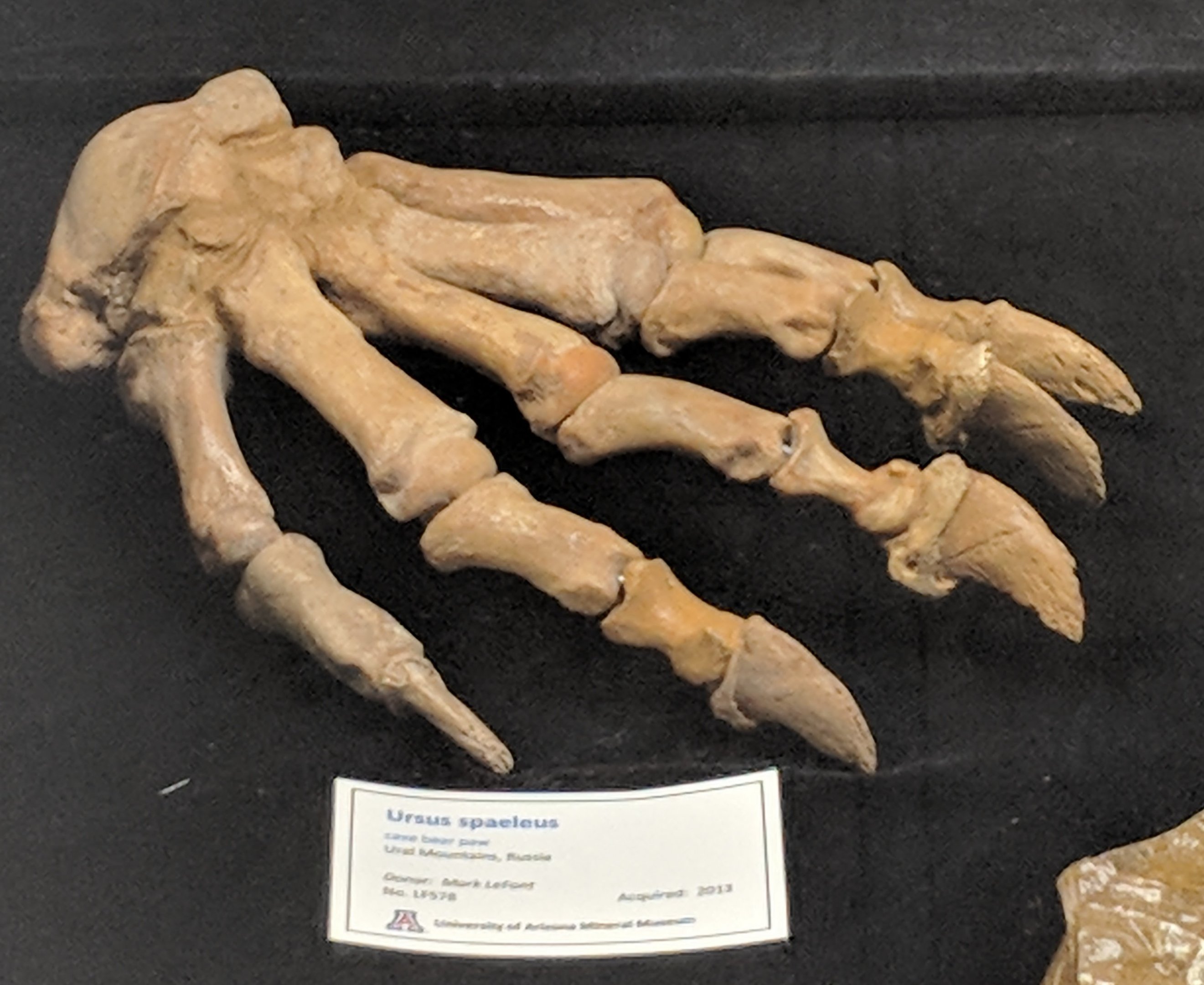 Ursus spaeleus paw skeleton