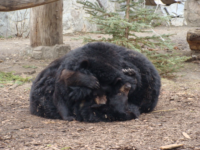 Ursus thibetanus