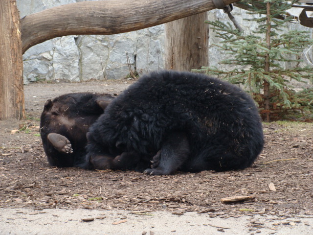 Ursus thibetanus