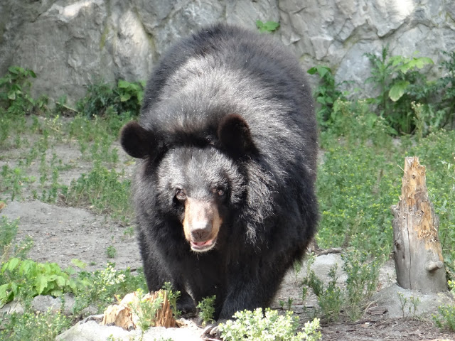 Ursus thibetanus