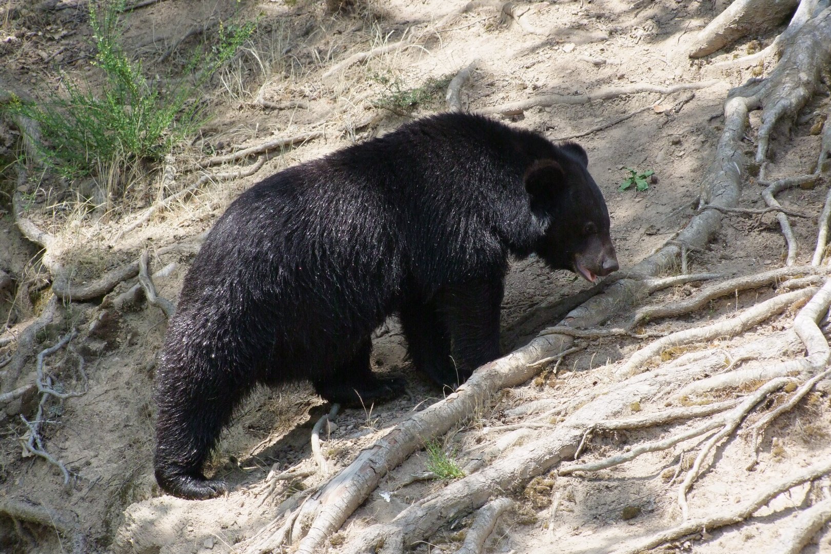 Ursus thibetanus