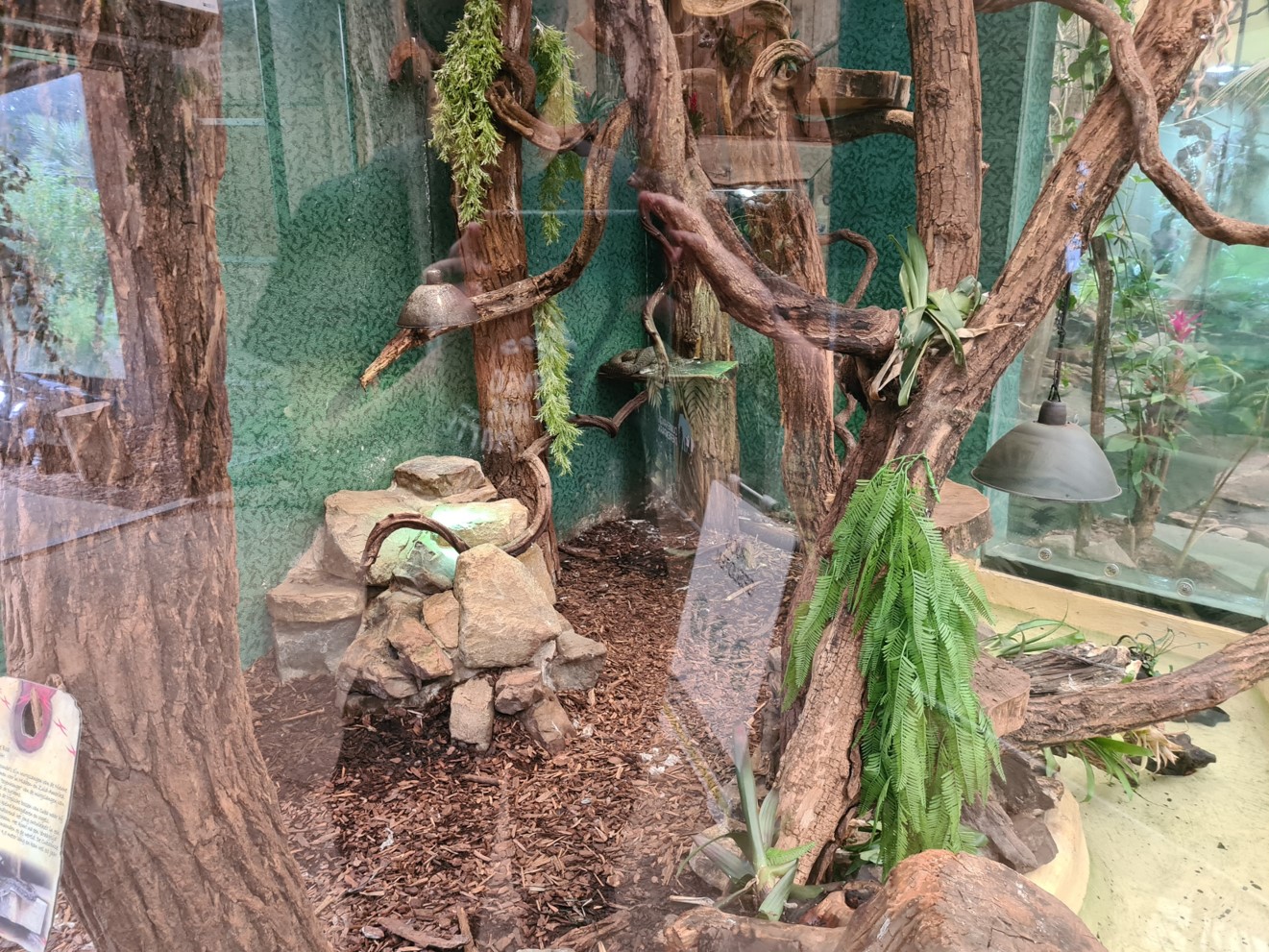 Urucu - Cuban tree boa