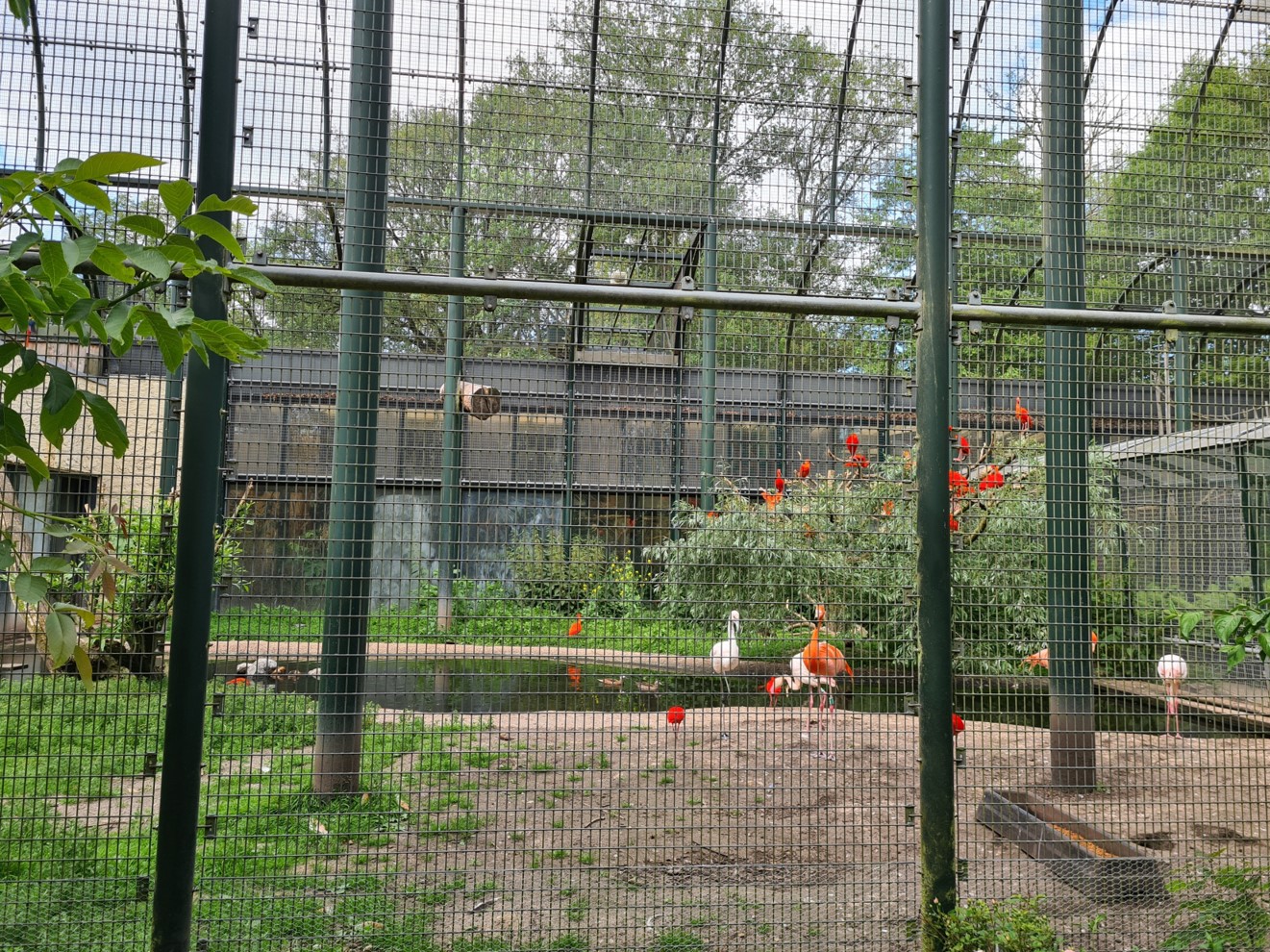 Urucu - South American aviary