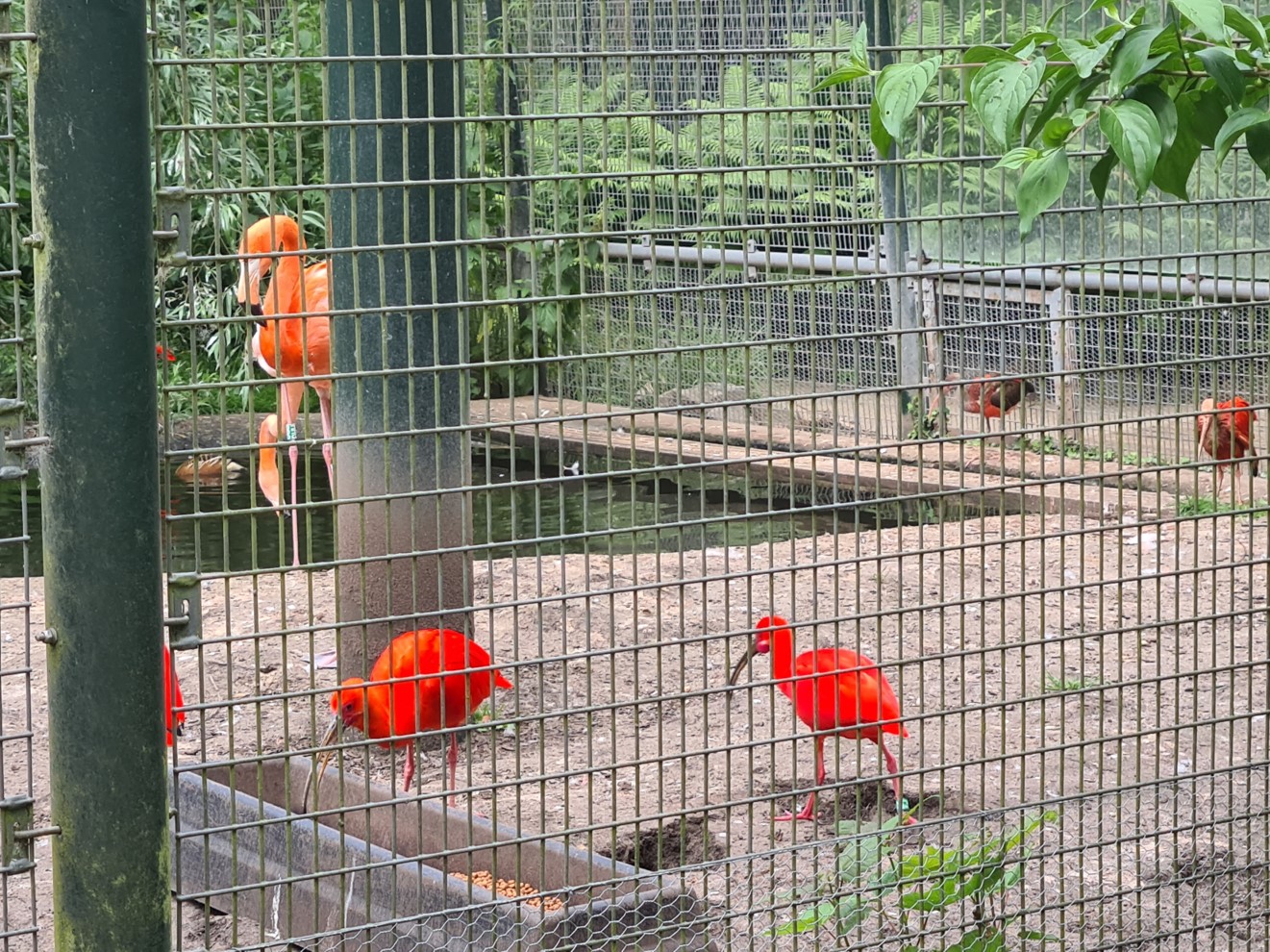 Urucu - South American aviary