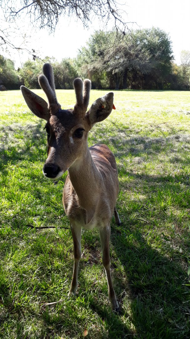 Uruguayan Pampas Deer